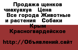 Продажа щенков чиахуахуа › Цена ­ 12 000 - Все города Животные и растения » Собаки   . Крым,Красногвардейское